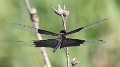 Rhyothemis braganza female (2 of 8)